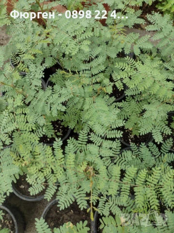 Цезалпиния, снимка 3 - Разсади - 51161551