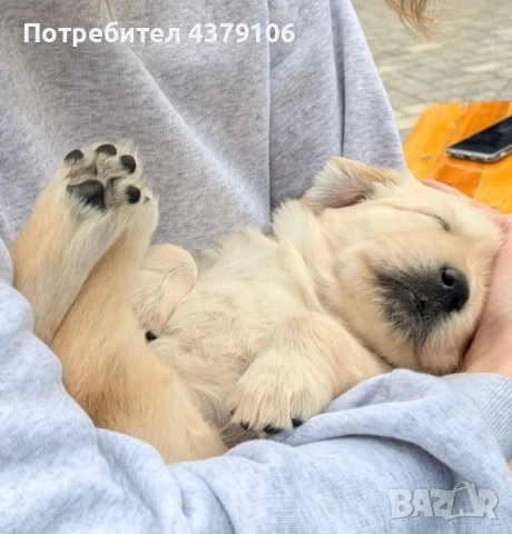 Голдън ретривър момченце родословна майка