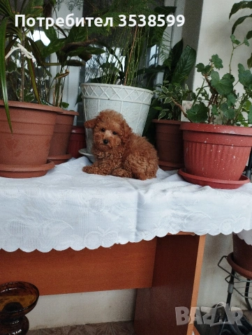 Мини Пуделчета.