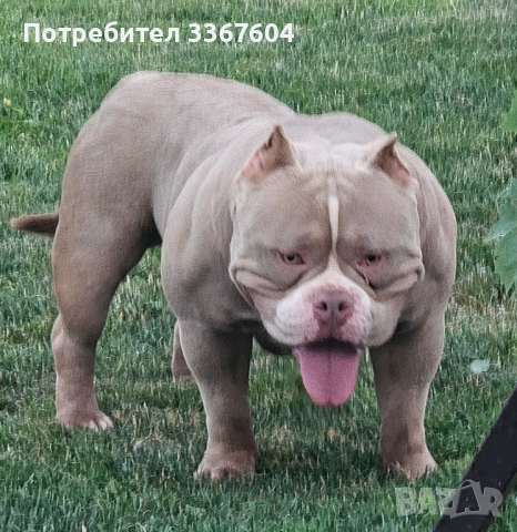 Американско були покет , снимка 6 - Други - 52320444