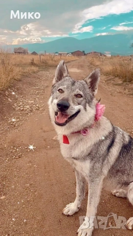 Чехословашки вълчак - Кангал, снимка 5 - Кангал - 53396270