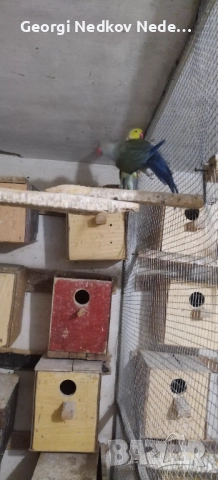 Продавам малки александри , снимка 11 - Папагали - 52697084