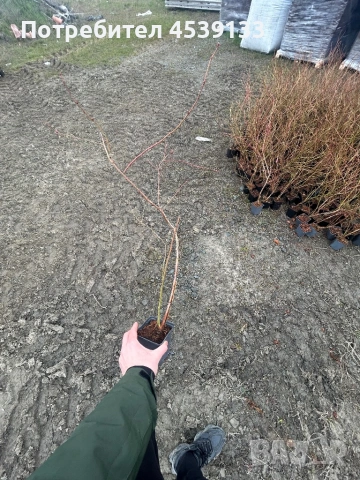 Боровинки сорт ТОРО 3 годишни