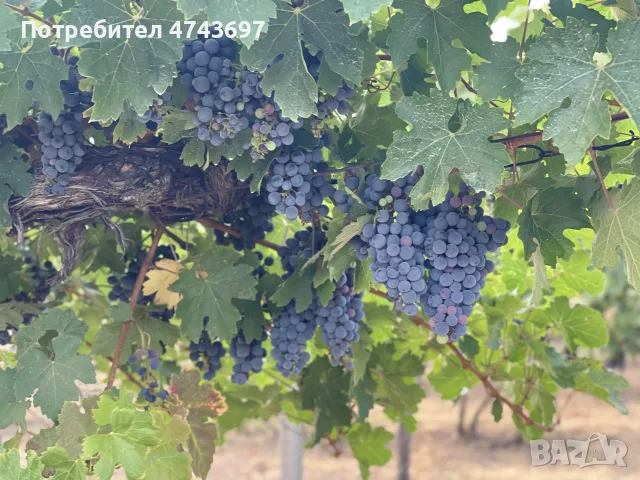 Грозде сорт Каберне - 1974г, снимка 9 - Домашни продукти - 56121452