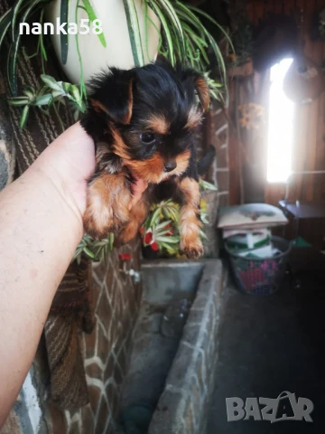 Продавам йорки