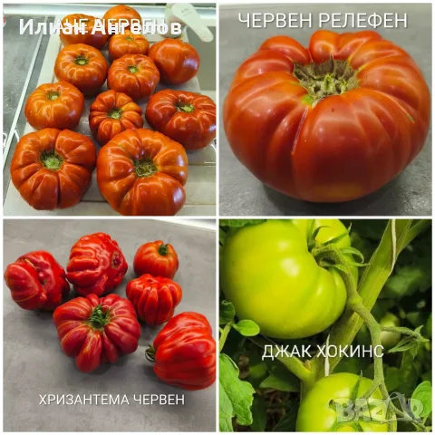 Семена от стари селски сортове домати,краставици и други, снимка 8 - Сортови семена и луковици - 52629365