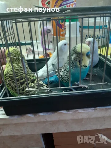 Папагалчета, снимка 3 - Папагали - 47287954