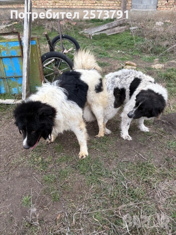 Българско Овчарско Куче Каракачанка, снимка 5 - Каракачанска овчарка - 52499392