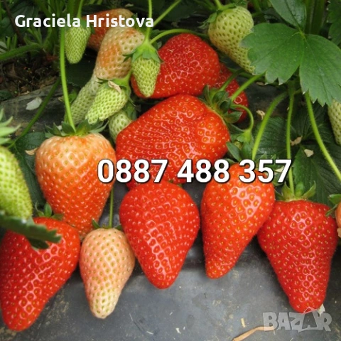 Продавам качествен разсад ягоди , снимка 5 - Градински цветя и растения - 53629947