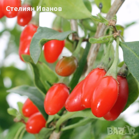 Едроплодно годжибери (Lycium barbarum 'Korean Big'), снимка 2 - Градински цветя и растения - 52354248