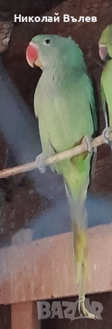 Млади мъжки и женски Александри, снимка 7 - Папагали - 52246227