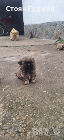  пекинезчета, снимка 7 - Пекинез - 53221818