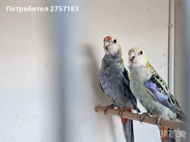продавам чифт белоглава розела, снимка 5 - Папагали - 52431289