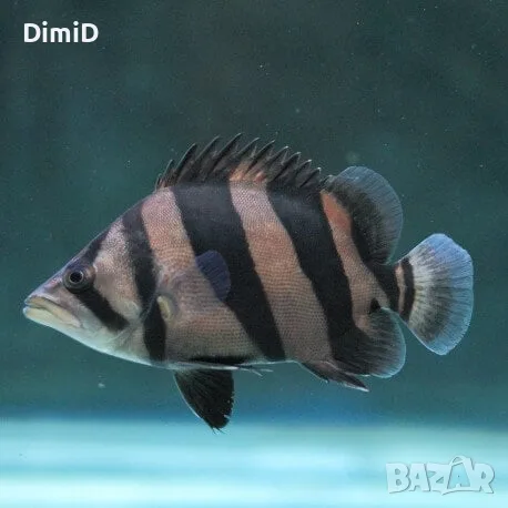 Datnioides microlepis/Сиамска тигрова, снимка 2 - Рибки - 56346792