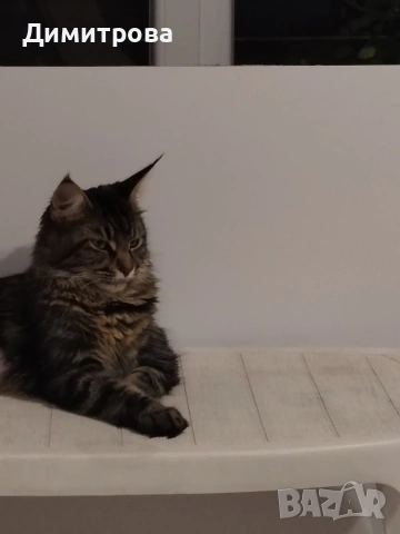 Мейн Кун, чистокръвни котета , снимка 10 - Мейн кун - 53787264