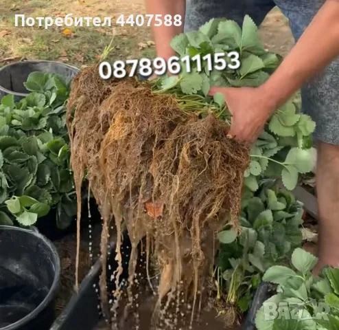 Разсад Ягоди Целогодишни Сортове, снимка 10 - Разсади - 56368977