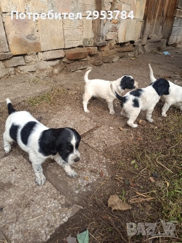 Английски сетер , снимка 2 - Английски сетери - 52339525