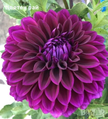 Грудки на няколко цвята далии , снимка 6 - Градински цветя и растения - 53770863