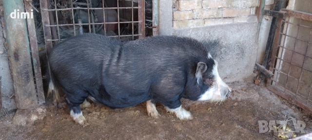 Продавам Виетнамски Нерез 