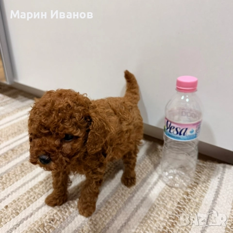 Пуделче, момче с две ваксини!, снимка 4 - Пудели - 52832544