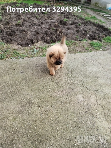 чау чау, снимка 7 - Чау Чау - 49040809