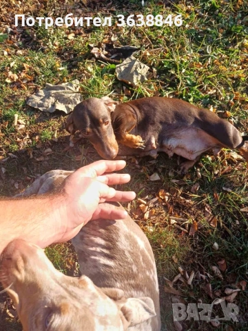 Мини дакел, снимка 4 - Дакели - 52310833