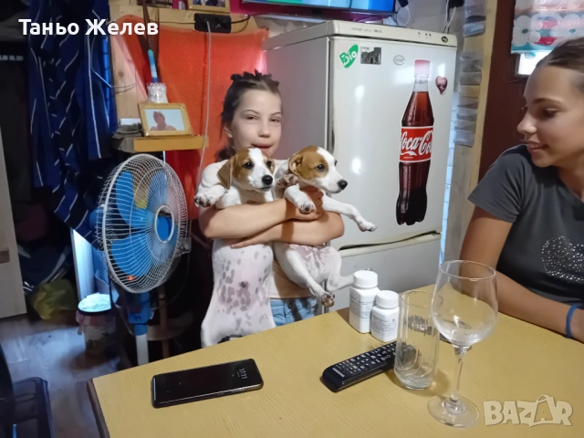   ПОДАРЯВАМ 2 БРОЯ Джак Ръсел на 10 месеца. 