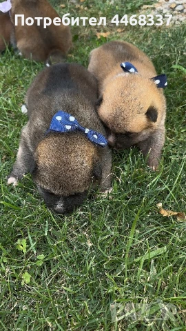 Бебета Акита Ину, снимка 6 - Акита ину - 51249133