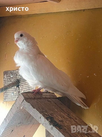 гълъб чайка мъжки 