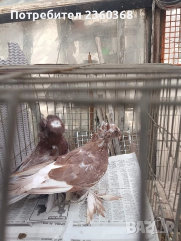 Динкеши и Бухари, снимка 4 - Гълъби - 52571617