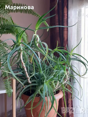 Алое вера на стръкове за лекрство, снимка 2 - Стайни растения - 50125081