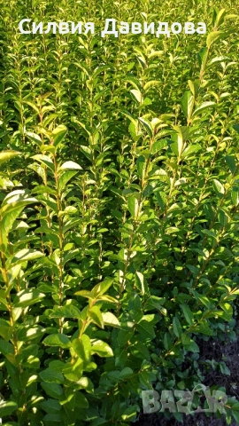 0.70 лв. Лигуструм на корен, снимка 3 - Градински цветя и растения - 52405753