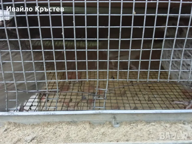  продавам пъдпъдъци с клетките