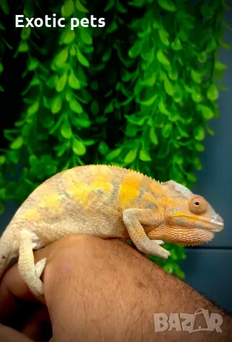 Леопардов хамелеон, снимка 1