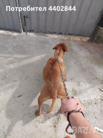 Продава се питбул 