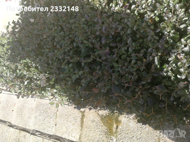 Жив плет разсад продавам , снимка 6 - Разсади - 53685754