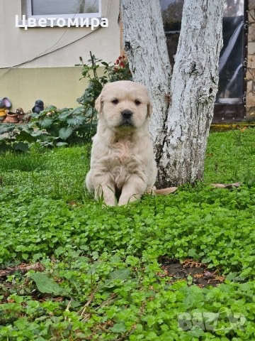 Голдън Ретривър кутрета , снимка 1
