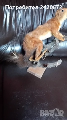 препарирана катеричка на клонка