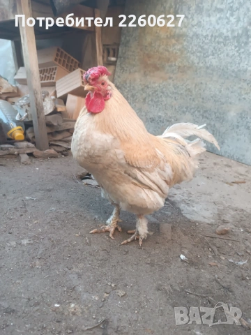 Млади красиви петли , снимка 3 - Кокошки и пуйки - 53504032