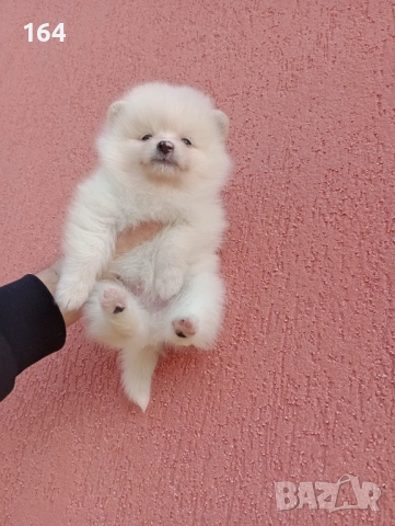 Померани. Реални снимки!, снимка 3 - Померан - 53120044