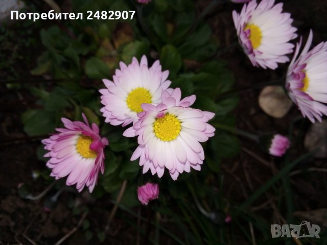Градинска маргаритка - разсад, снимка 1 - Градински цветя и растения - 39963921