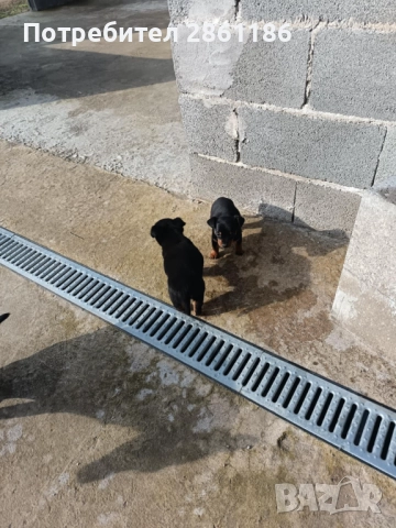 Малки пинчери , снимка 4 - Пинчер - 52674098