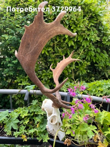 Елен лопатар трофей, снимка 3 - Други - 50470006