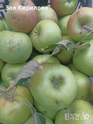 Домашни ябълки от Елинпелинският край , снимка 4 - Домашни продукти - 56046622