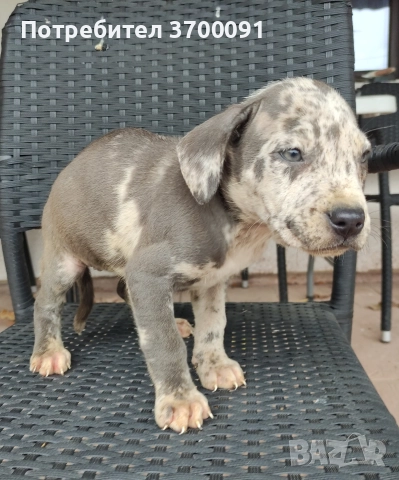 питбул / питбулчета , снимка 11 - Питбул - 52574243