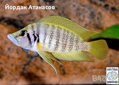 Рибки Танганийски цихлиди 
