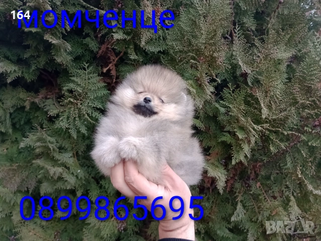 Мъжки Померан. Реални снимки от 05.01.26 г. 