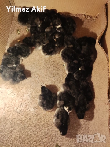 Пилета Легхорн черен и кръстоски, снимка 4 - Кокошки и пуйки - 53682469