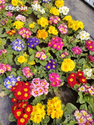 Зюмбюл Иглика Теменужки, снимка 5 - Градински цветя и растения - 53666769