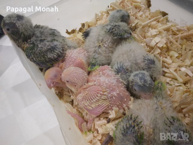 Ръчно хранени папагали Монах, снимка 4 - Папагали - 40634171